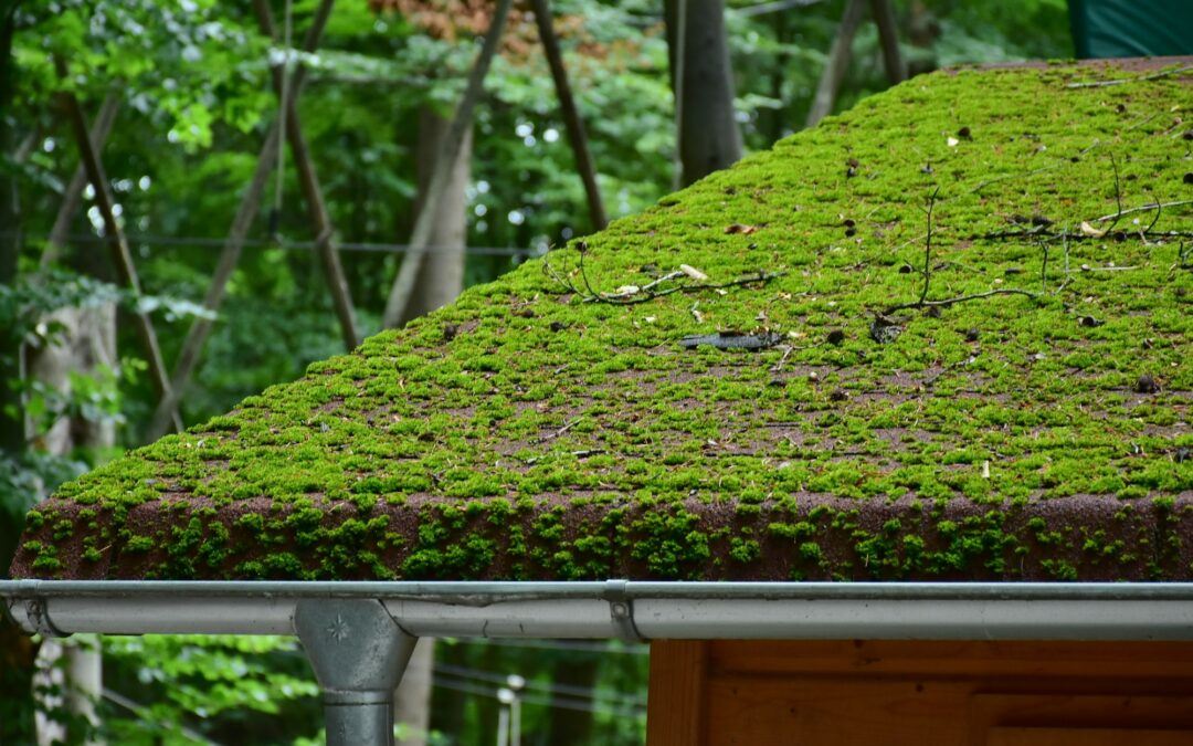 Why Moss on Your Roof Is Bad (And What You Need to Know)